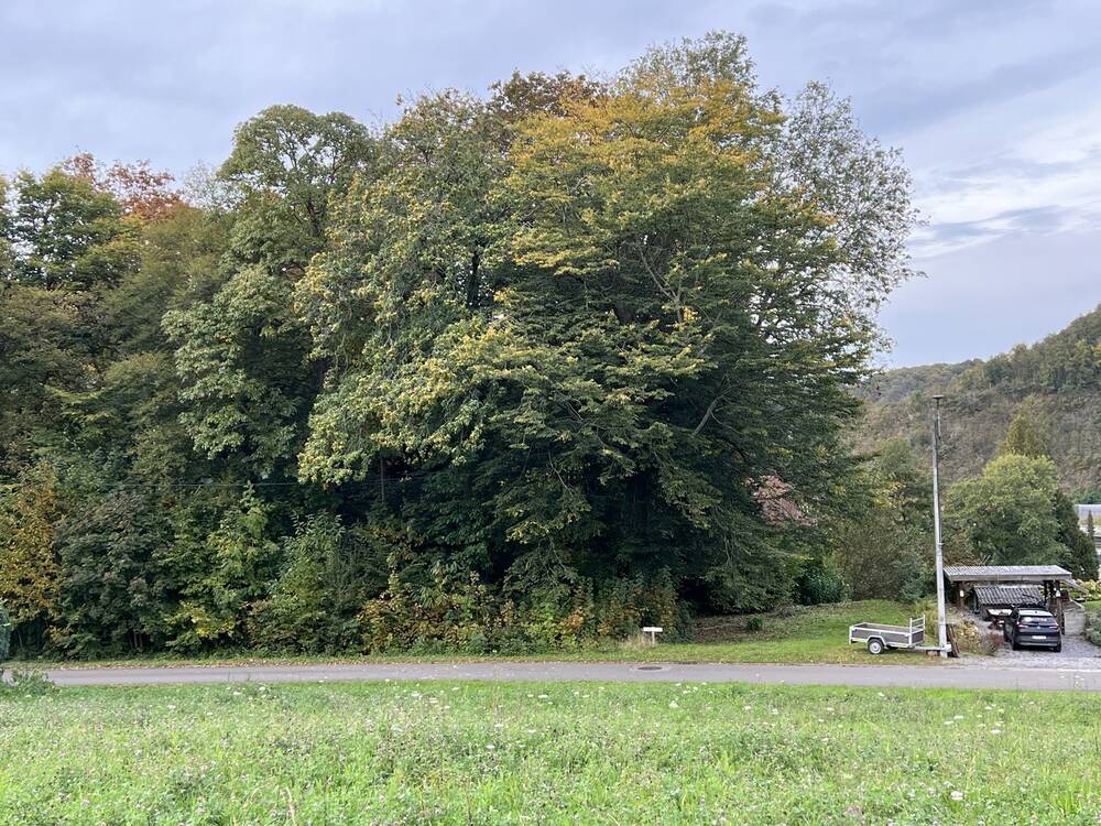Terrain à vendre à Hastière-par-Delà 5541 72000.00€ chambres m² - annonce 273341