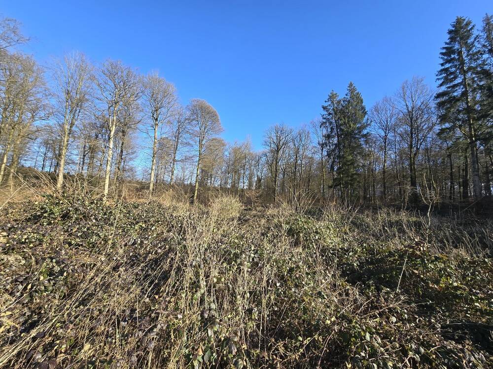 Terrain à vendre à Oizy 5555 15000.00€ chambres m² - annonce 409220