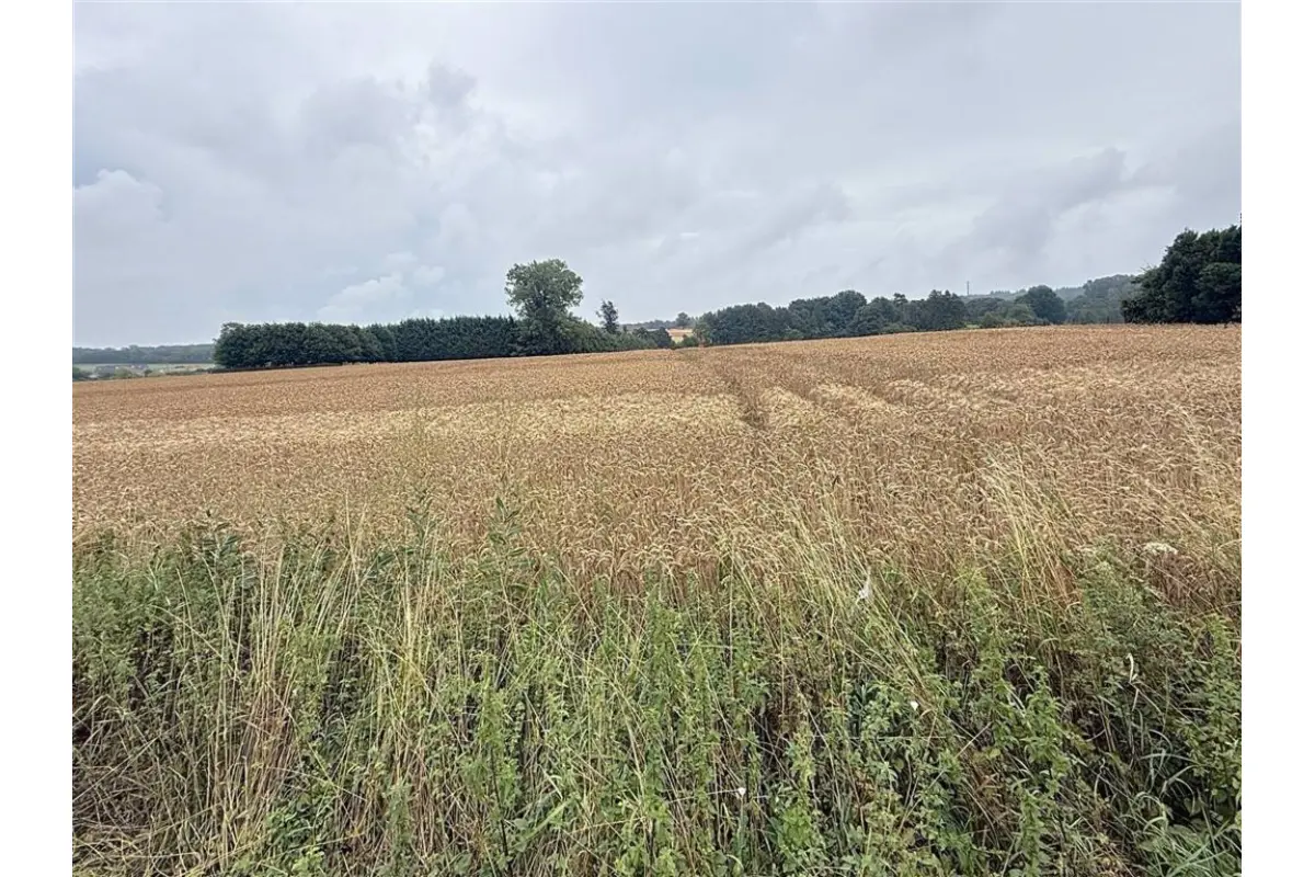 Terrain à vendre à Florennes 5620 75000.00€  chambres m² - annonce 540004