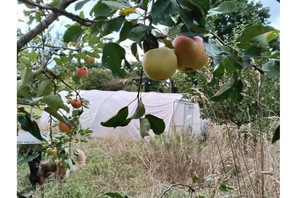 Maison à vendre à Doische 5680 300000.00€ 3 chambres 150.00m² - annonce 634776