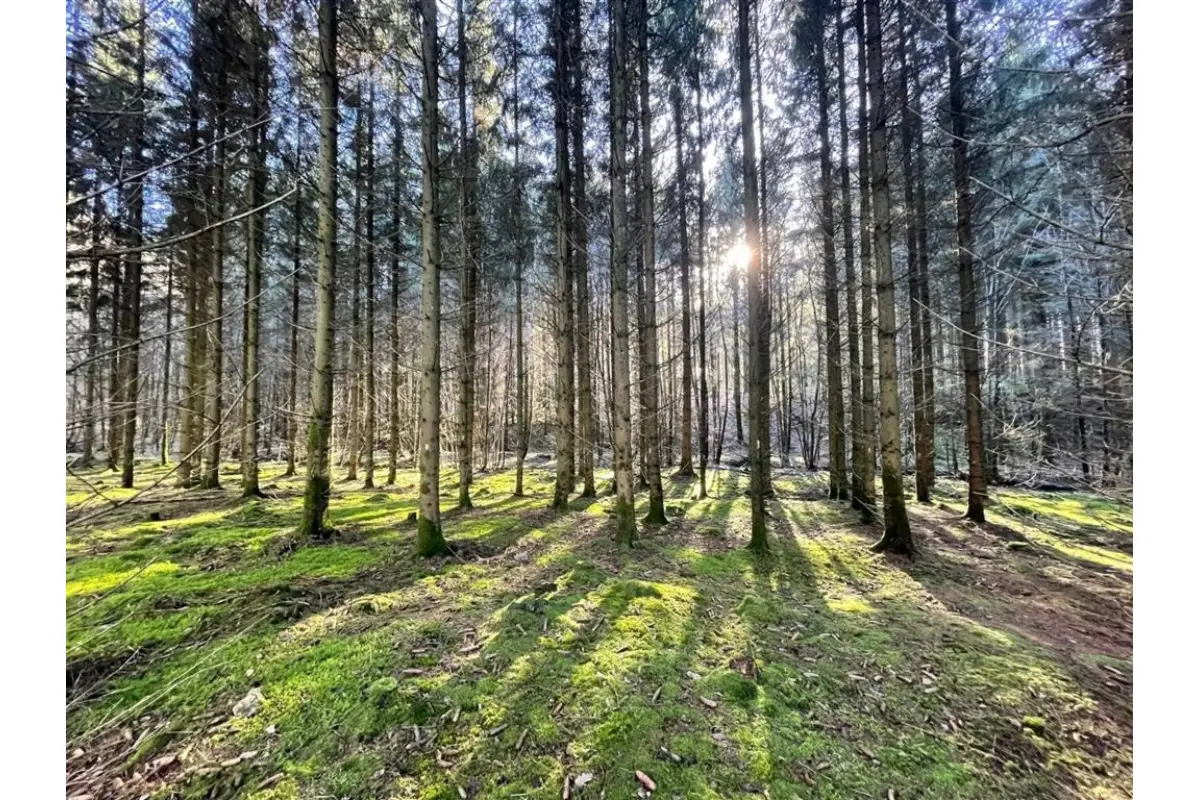 Terrain à bâtir à vendre à Brûly-de-Pesche 5660 103000.00€  chambres m² - annonce 661703