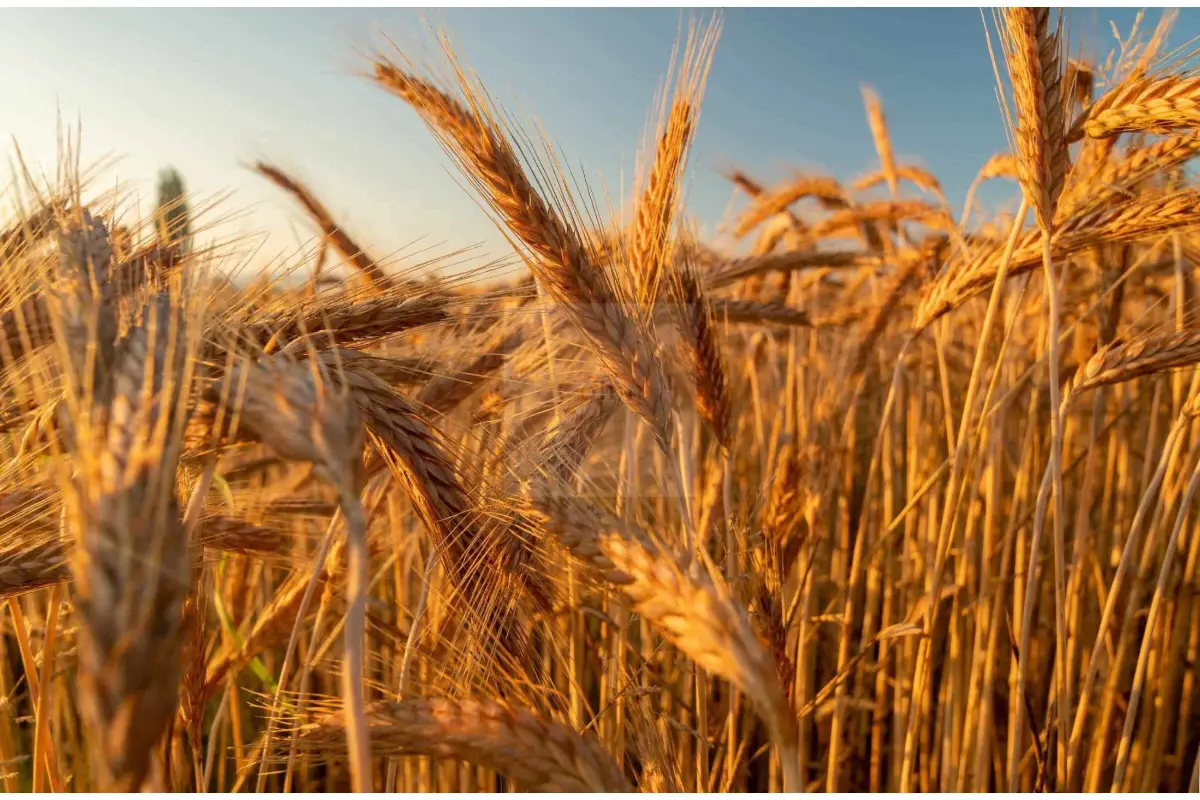 Terrain à vendre à Walcourt 5650 85000.00€  chambres m² - annonce 677053