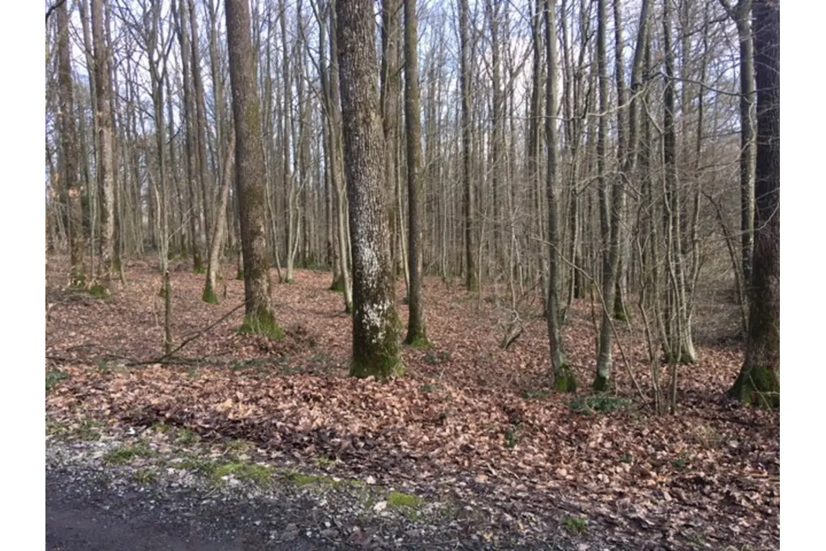 Terrain à vendre à Philippeville 5600 42000.00€  chambres m² - annonce 724959